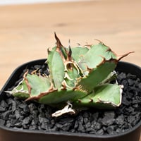 ブーファン ディスティチャ （発根済み）RF22468 | RAFLUM