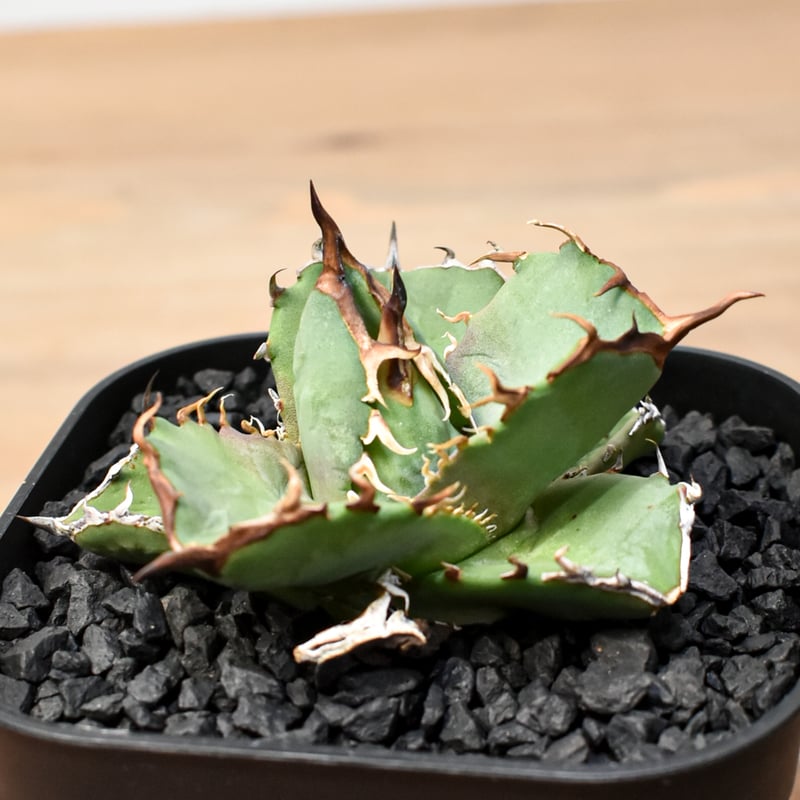 アガベ チタノタ 虎鯨 