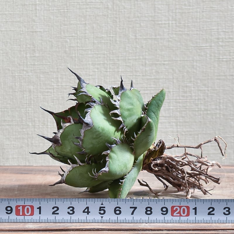 アガベ チタノタ 