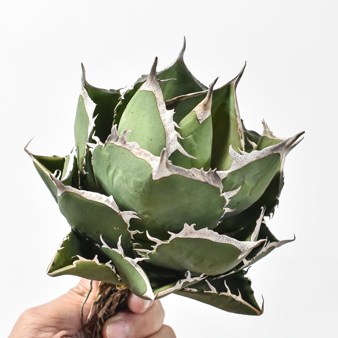 アガベ オテロイ ロウルサンコ実生 A 【公式通販】