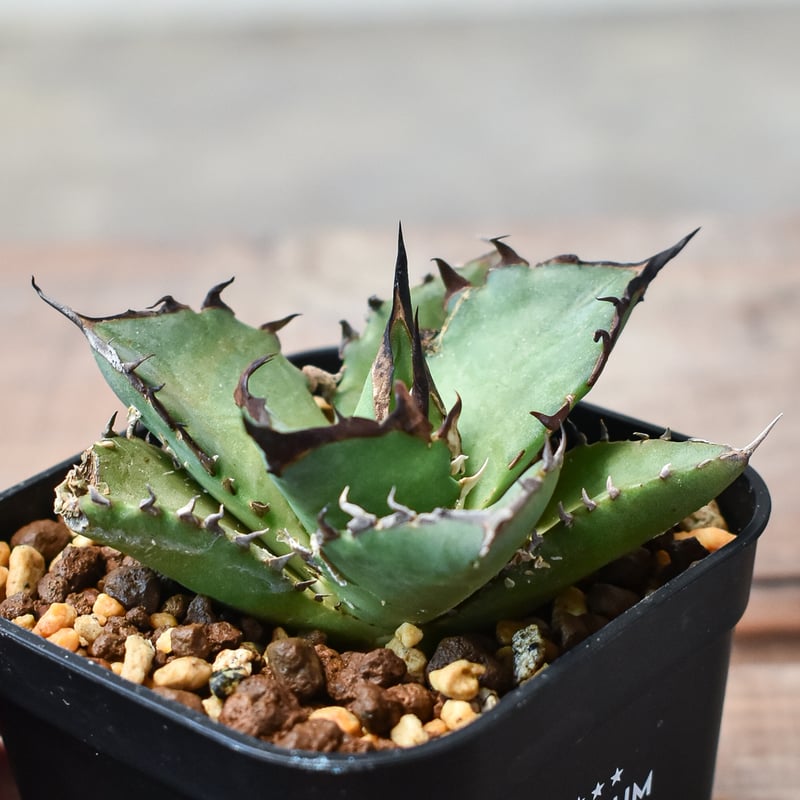 1 アガベ チタノタ ハデス 黒帝斯 恐竜牙歯 子株 極上株