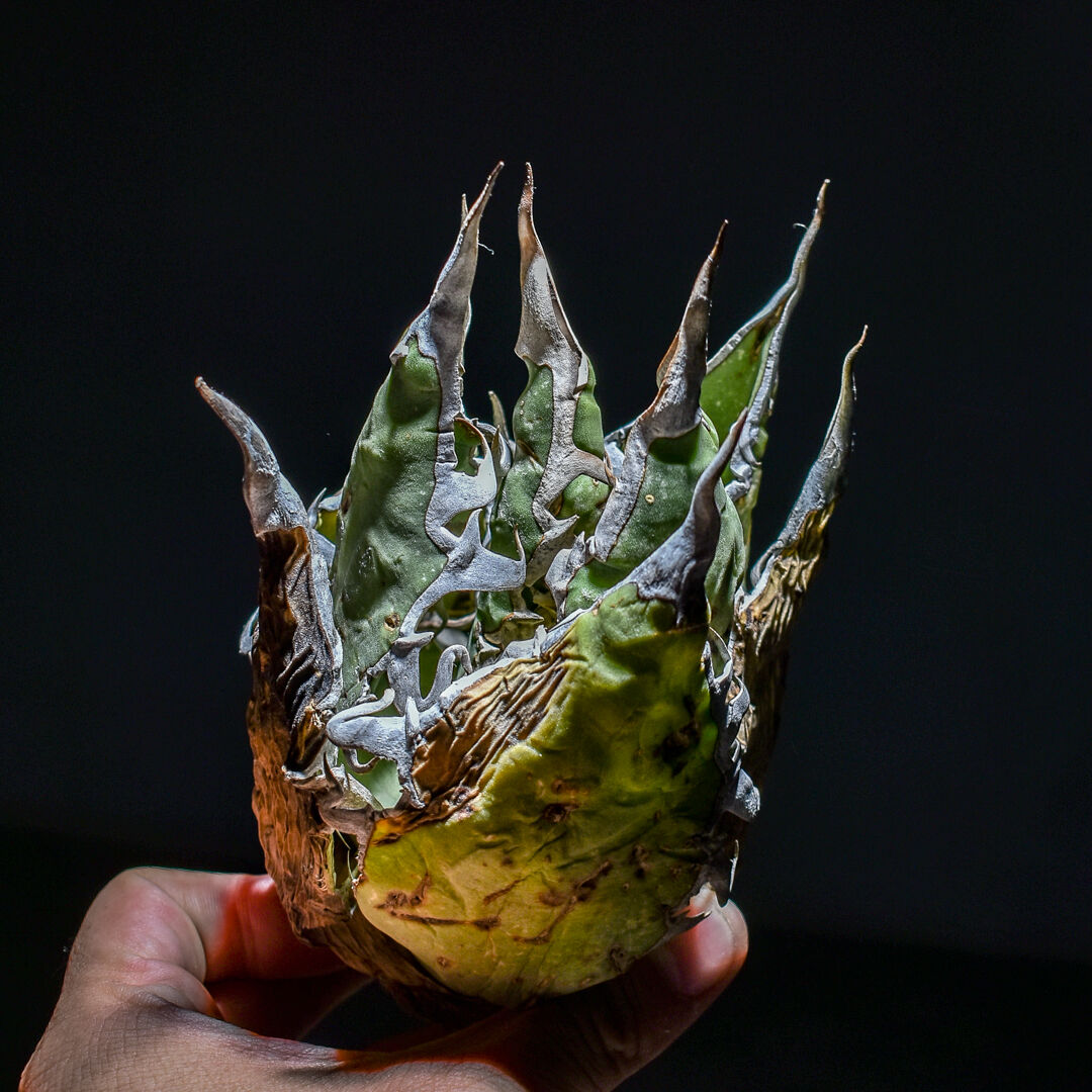 SRL アガベ オアハカ オテロイ アウトレット 原地球 Agave 