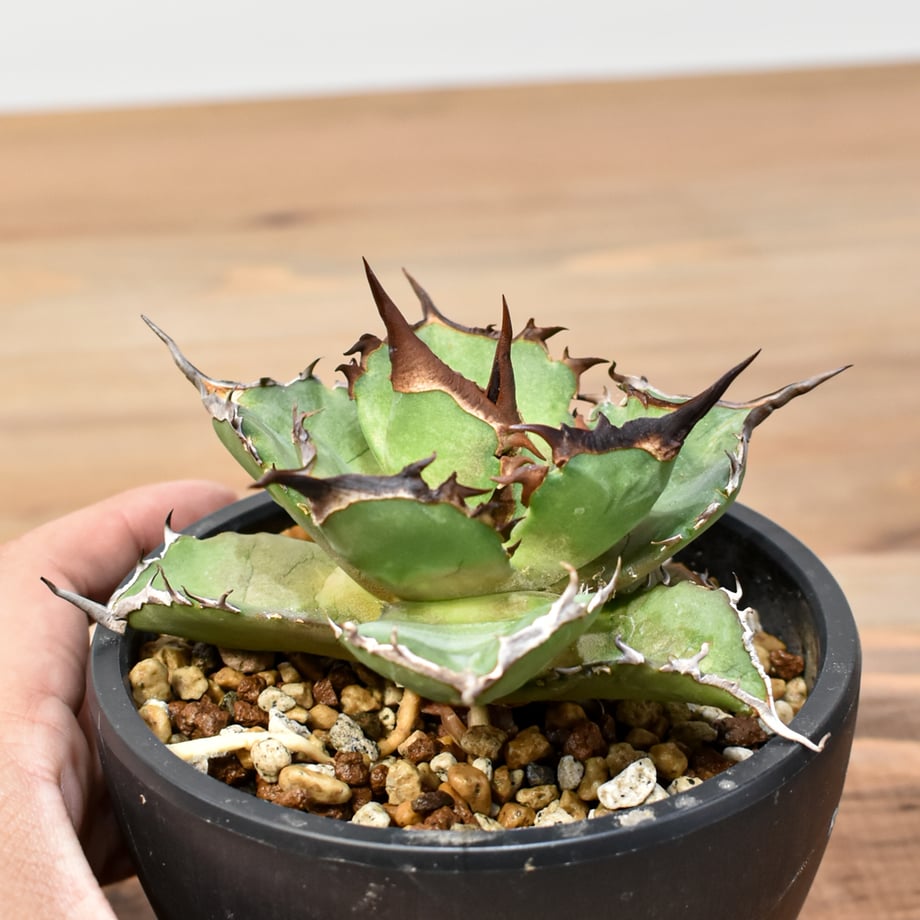 67f64641dfdb47226ff19581