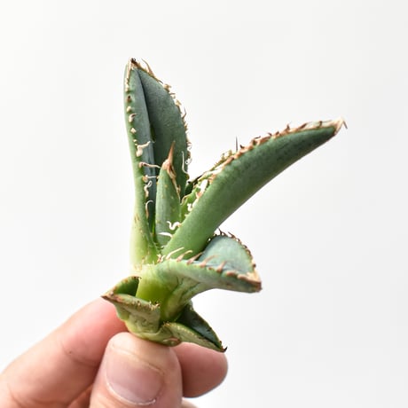 アガベ チタノタ "麻花" 【台湾huplants2010産/子株販売】RF25011618