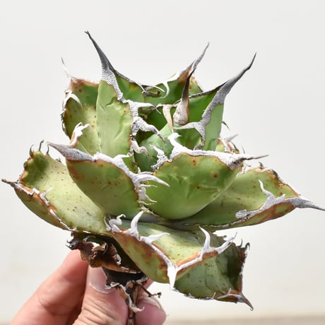 アガベ 　雪豹　子株 DRAGON AGAVE】アガベ 雪豹 EC25 – TaiShoDo ONLINE SHOP