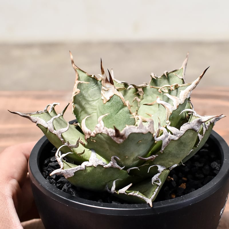 アガベ チタノタ シーザー / 凱撒 【台湾産/中株/発根済み】RF231615