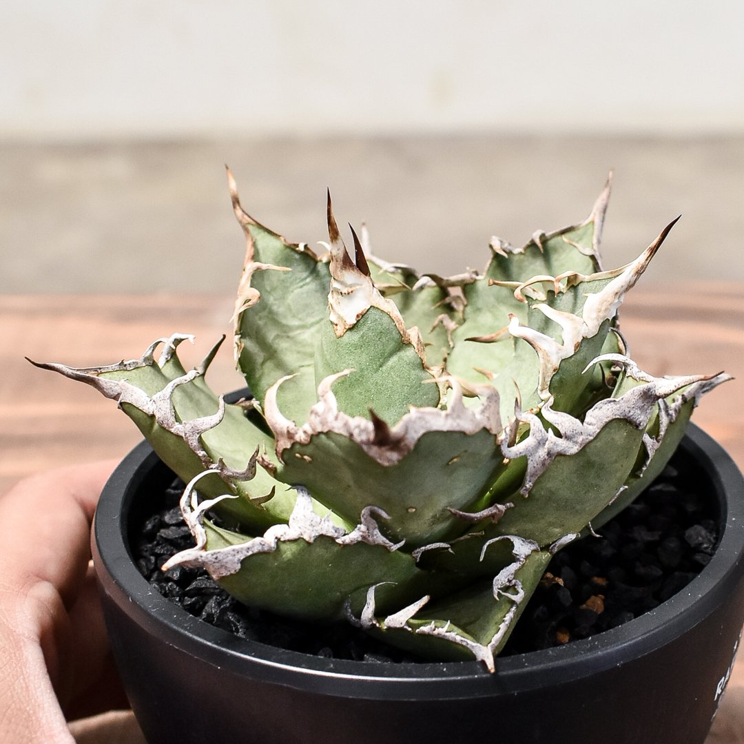 アガベ チタノタ シーザー / 凱撒 【台湾産/中株/発根済み】RF231615