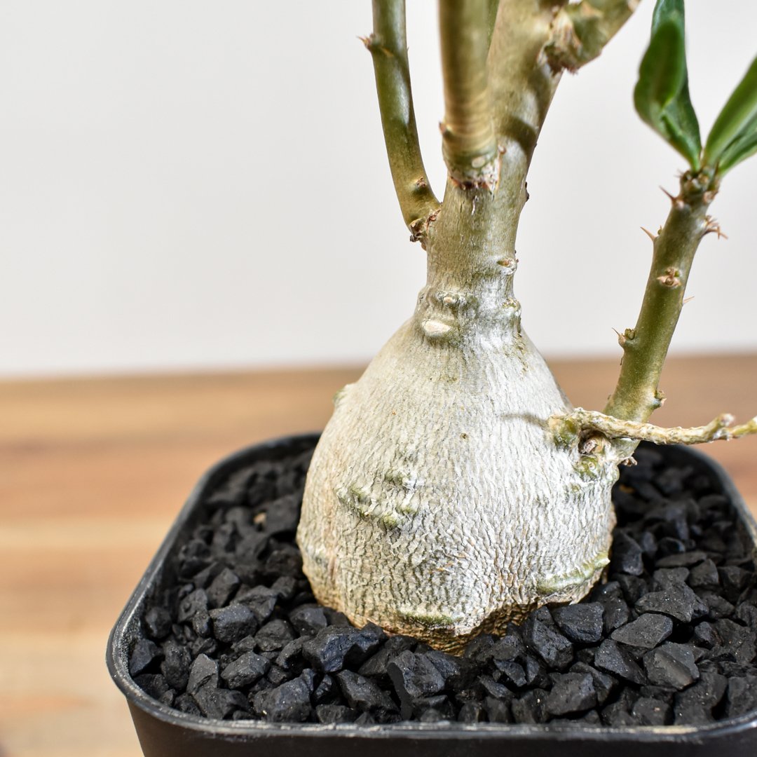 パキポディウム・ビスピノーサム 【実生】RFHK25011166(T) | RAFLUM /