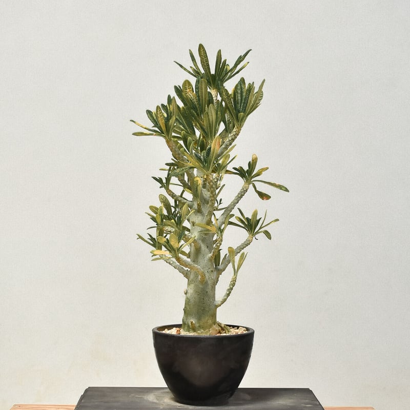 ドルステニア ギガス 発根済み ドルステニア ギガス（発根済み）RF231433(T) | RAFLUM