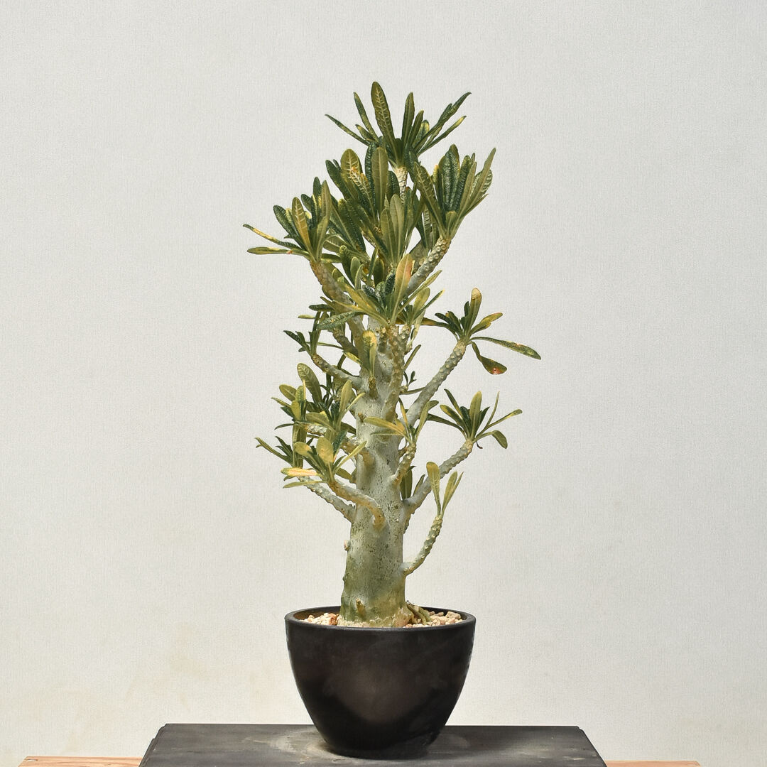 ドルステニア　ギガス ドルステニア：ギガス 7号鉢植え23-02 の通販 | 園芸ネット