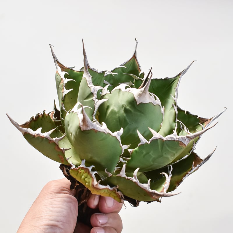 アガベ チタノタ　小島白刺　二頭　超レア株 アガベ チタノタ 小島白刺 【台湾 dragon agave産/抜き苗/中株