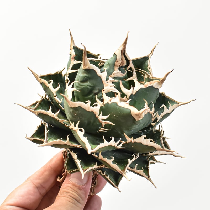 アガベ チタノタ 遁甲勇士　一株 アガベ チタノタ 遁甲勇士 一株 - メルカリ