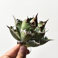 アガベ チタノタ 精品シーザー / 精品凱撒  【台湾 dragon agave産/中株/抜き苗】B79