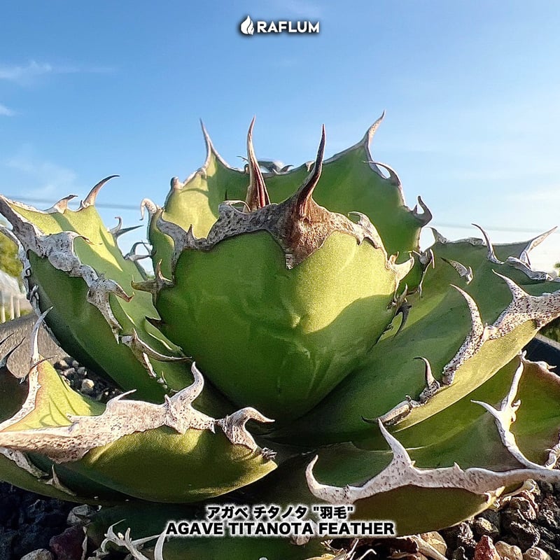 36R アガベ チタノタ 翼竜 プテラノドン 子株 agave titanota