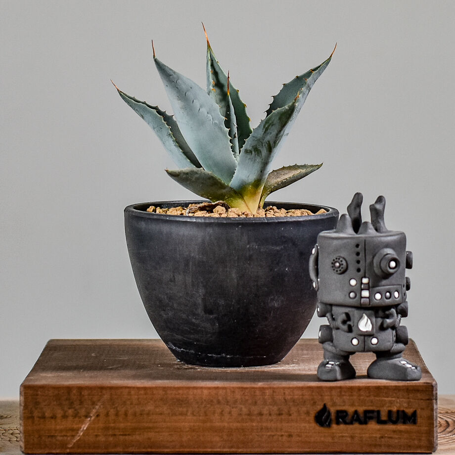 アガベ パリー 【白肌】 RF22735 | RAFLUM / ラフラム｜東京、大阪の塊