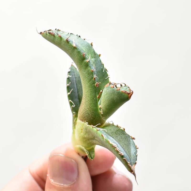 発根済　マルデヌベスverリギダ アガベ チタノタ 