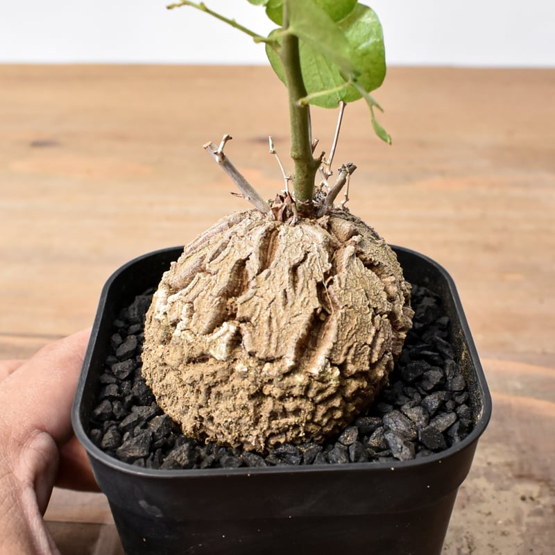 ディオスコレア・エレファンティペス