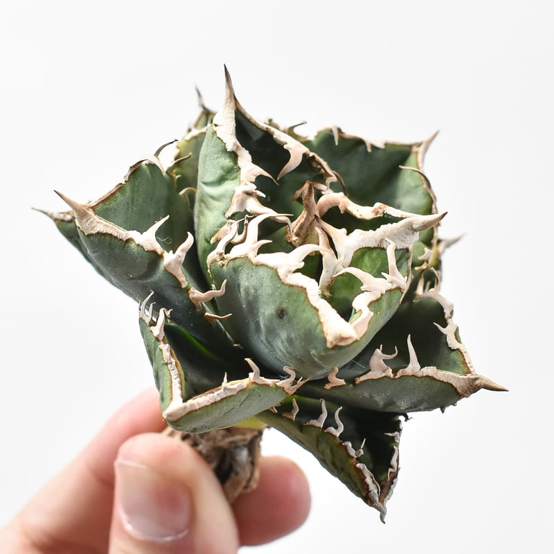 子株付き】アガベ チタノタ 