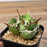 ブーファン　ディスティチャ　現地株　発根済 ブーファン ディスティチャ 現地株 発根済み - メルカリ