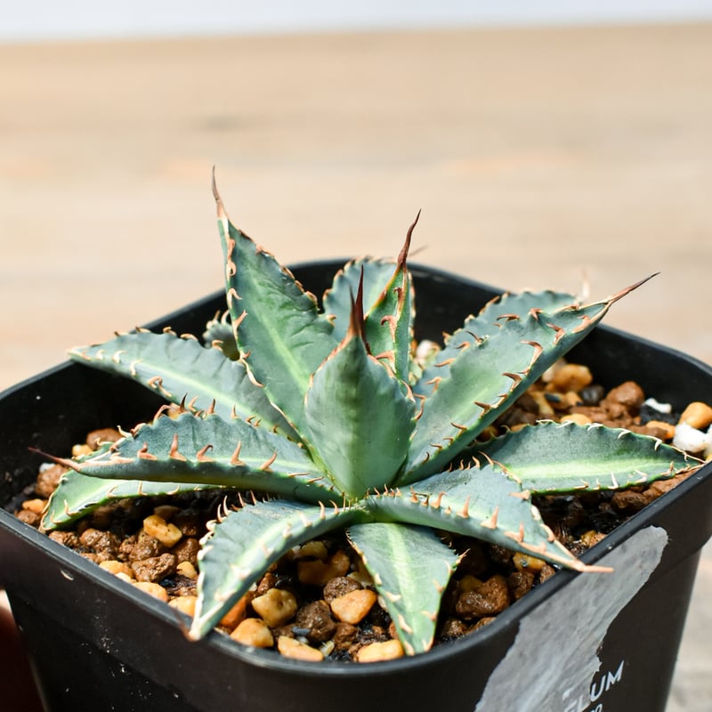 アガベ ハイブリット 