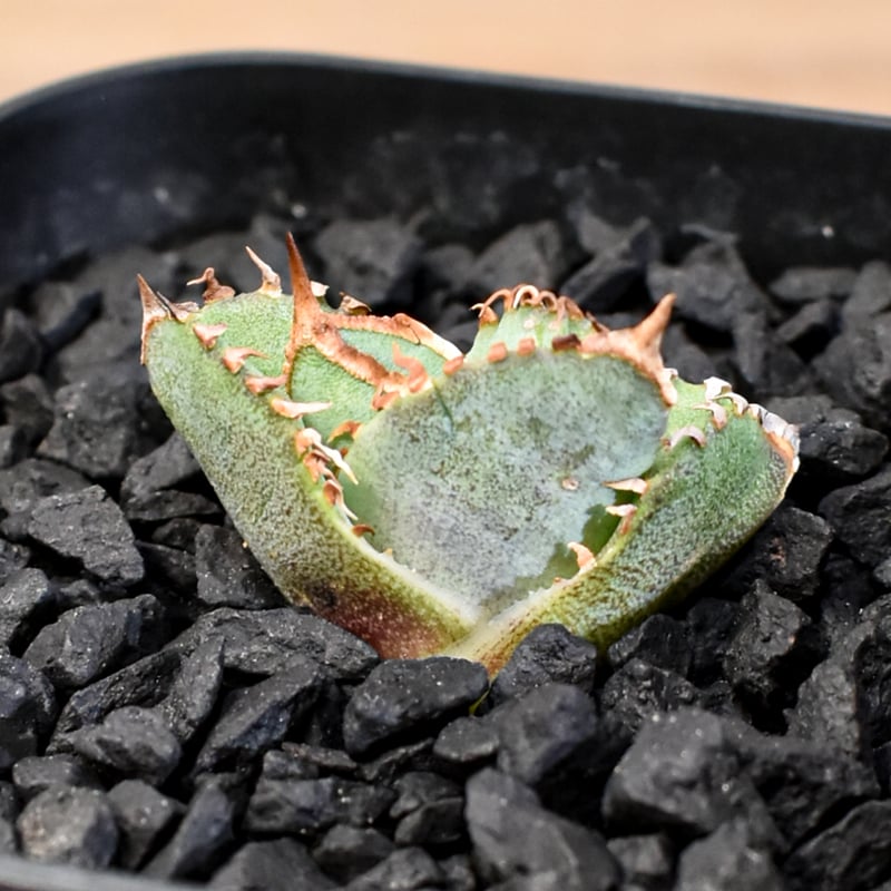 アガベ チタノタ ホオジロザメ 