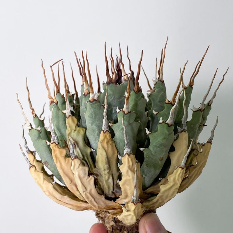 陽炎】アガベ ユタエンシス エボリスピナ （抜き苗販売）RF22905