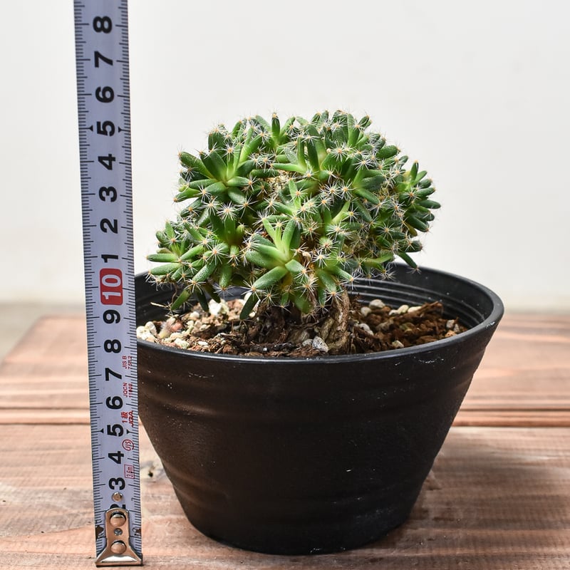 トリコディアデマ デンサム 