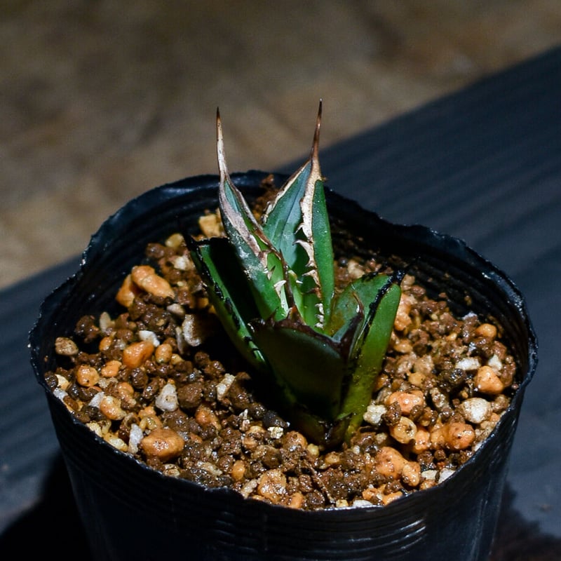 アガベ チタノタ ブラックファイヤー 黒火焔 親株