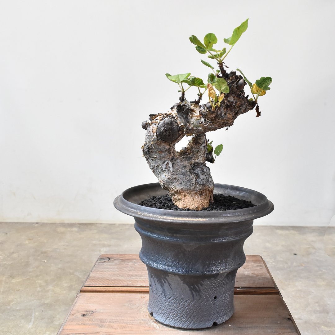 RAFLUMコレクション】コミフォラ グイドッティ 【現地球/発根済】A