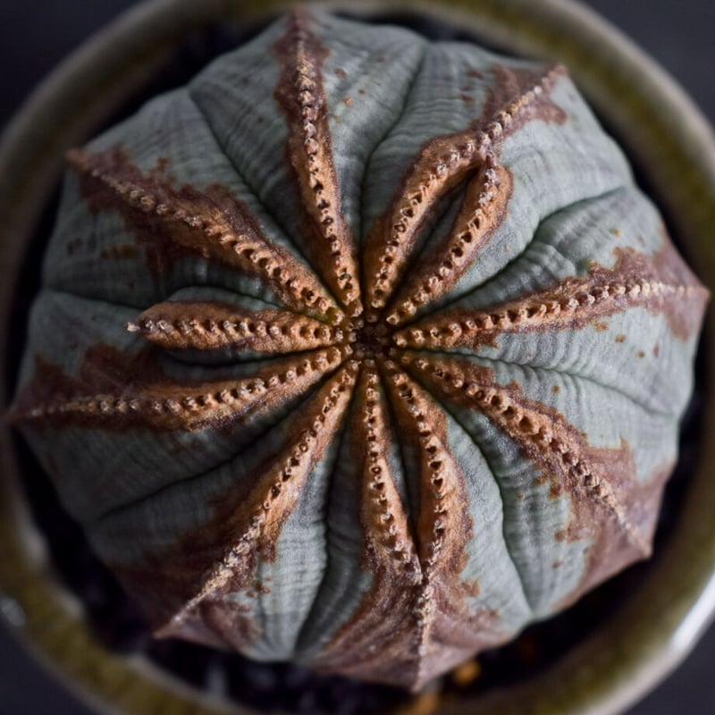 ユーフォルビア オベサ /オールド オベサ【根強い人気！！木質化の