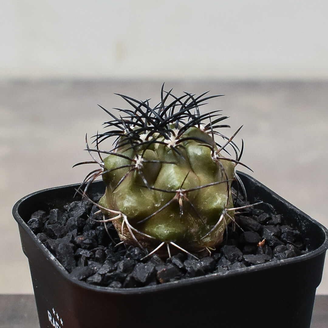 Copiapoa　コピアポア グリセオビオラセア　栗星玉　3株セット コピアポア グリセオビオラセア 栗星玉 Copiapoa griseoviolacea | C