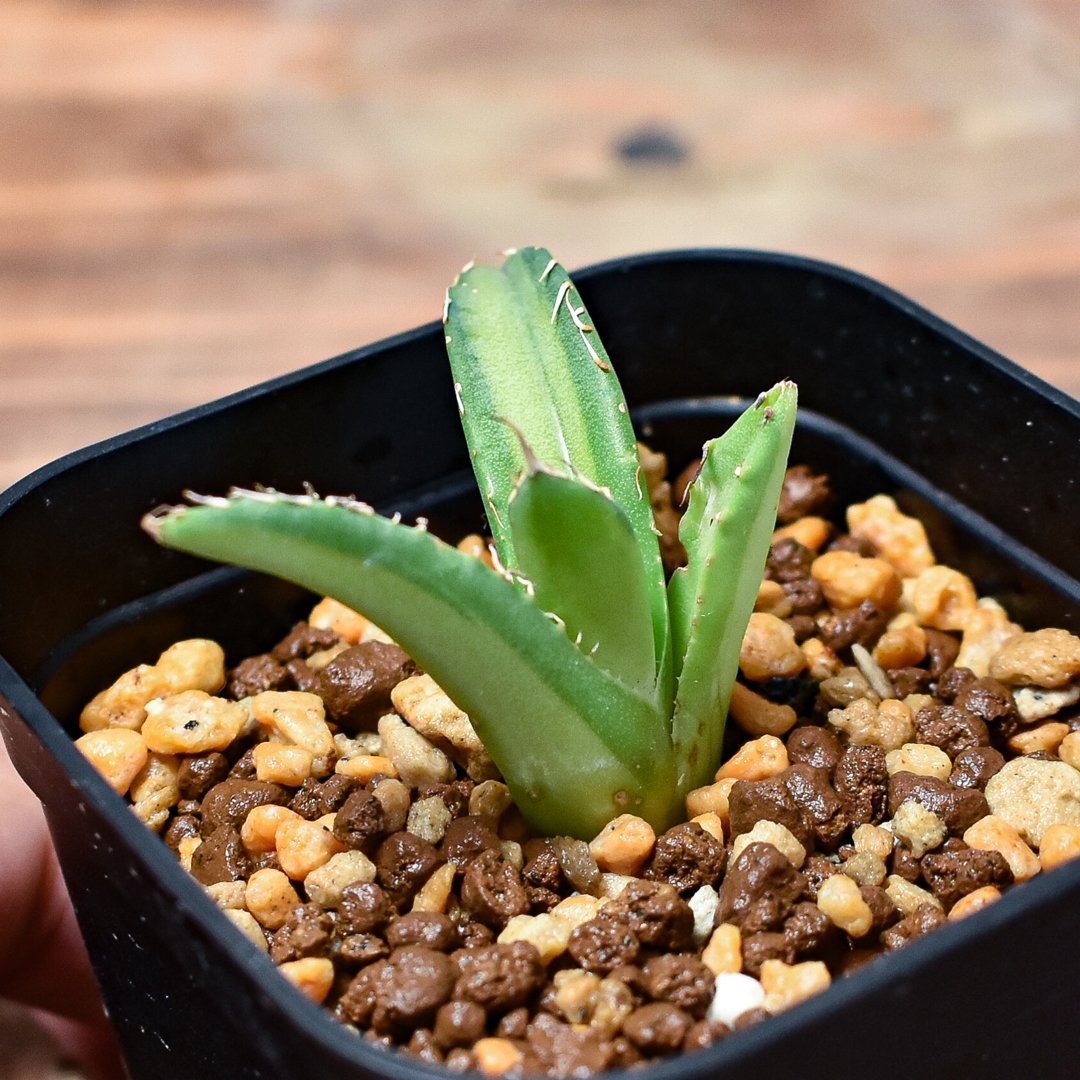 アガベ笹の雪氷山（氷河です） 中斑白斑錦 極上仔株 発根済み 台湾輸入