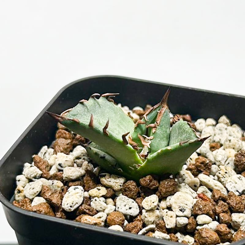 5CLAW】アガベ チタノタ 