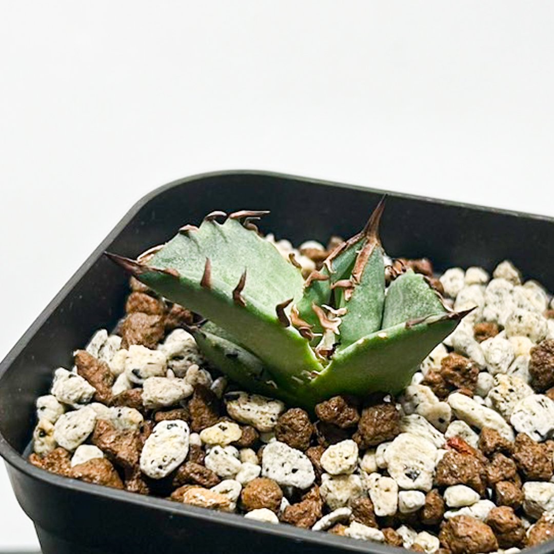 5CLAW】アガベ チタノタ 