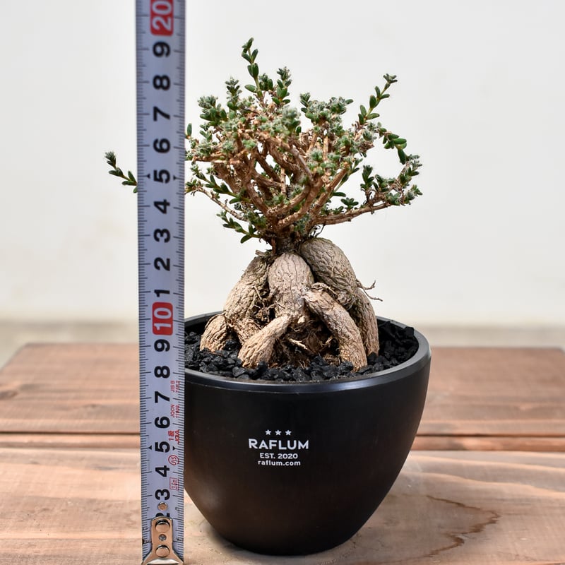 トリコディアデマ ブルボスム 