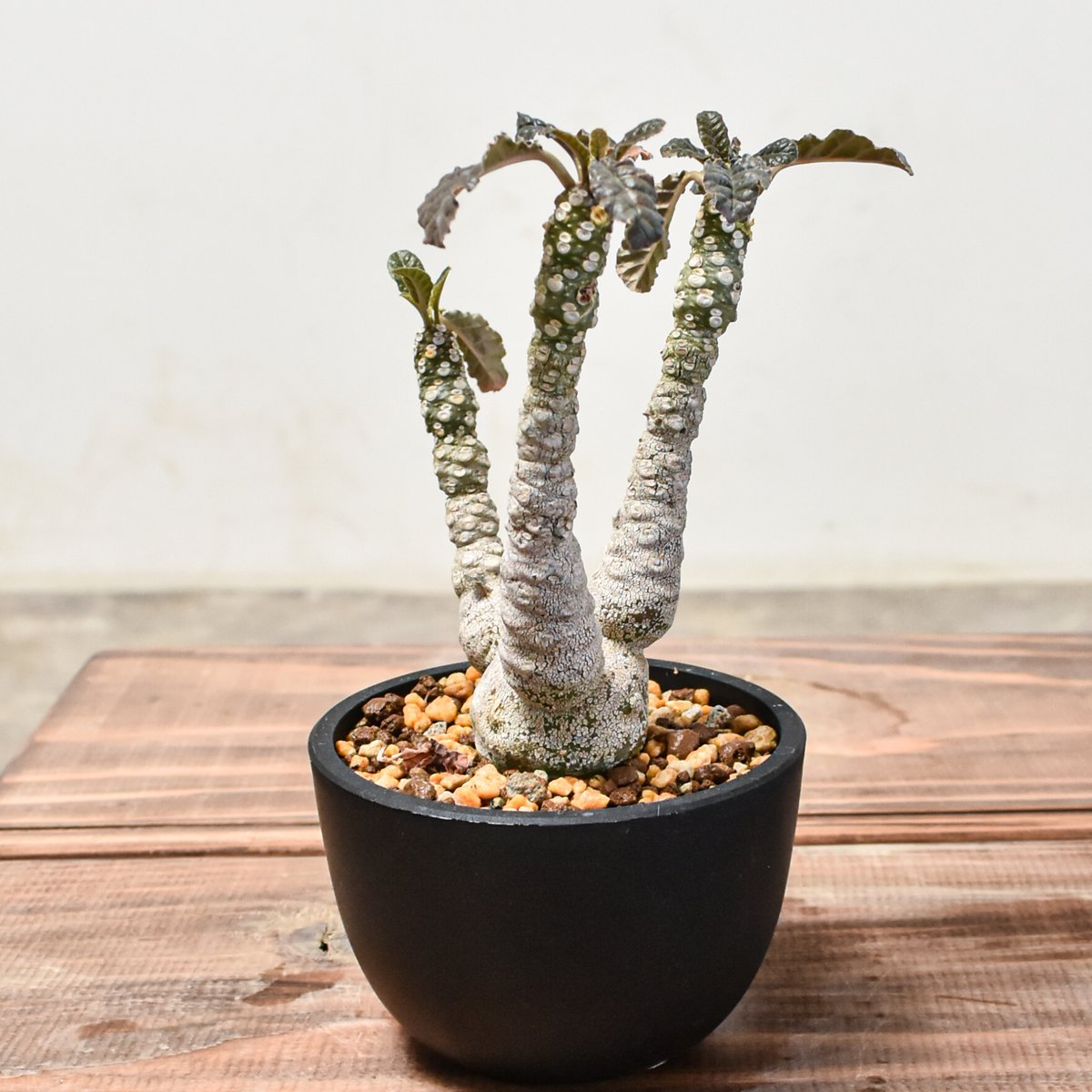 ち*ぷ様 ディアステマDiastema cf. fimbriatoloba fit=scale-down,w=1200