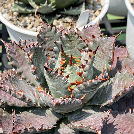 アガベ ハイブリット "血羅刹" (特白肌怒雷神×血妖) 【台湾botanical_seeker産】RFPC25011433