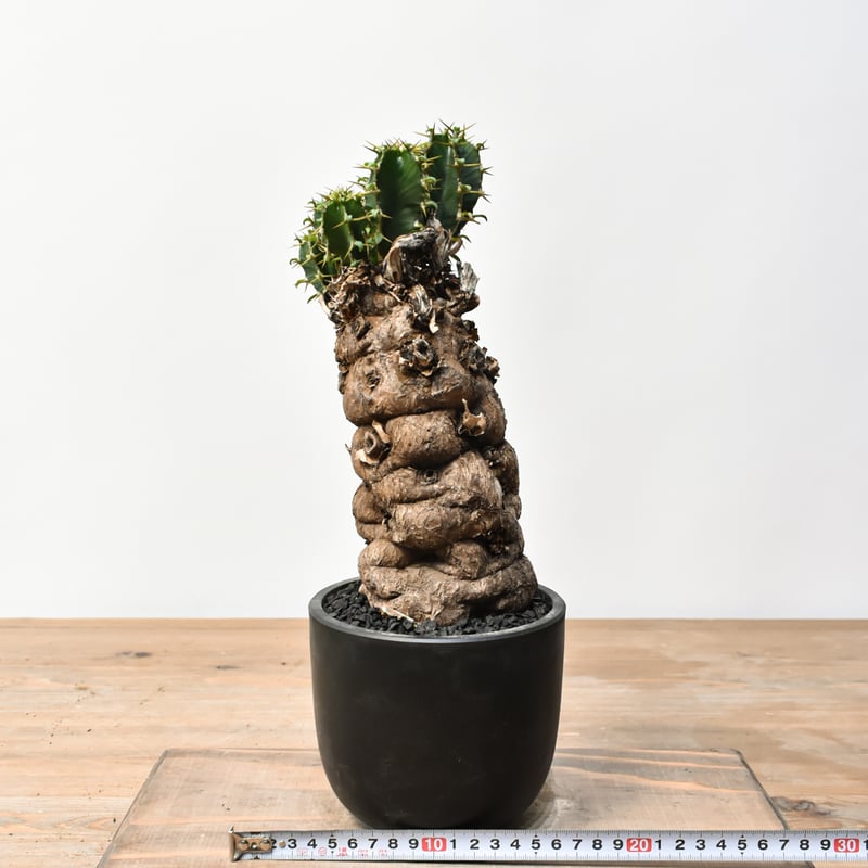 ユーフォルビア ムランジーナ RFHK25011500 | RAFLUM / ラフラム｜東京