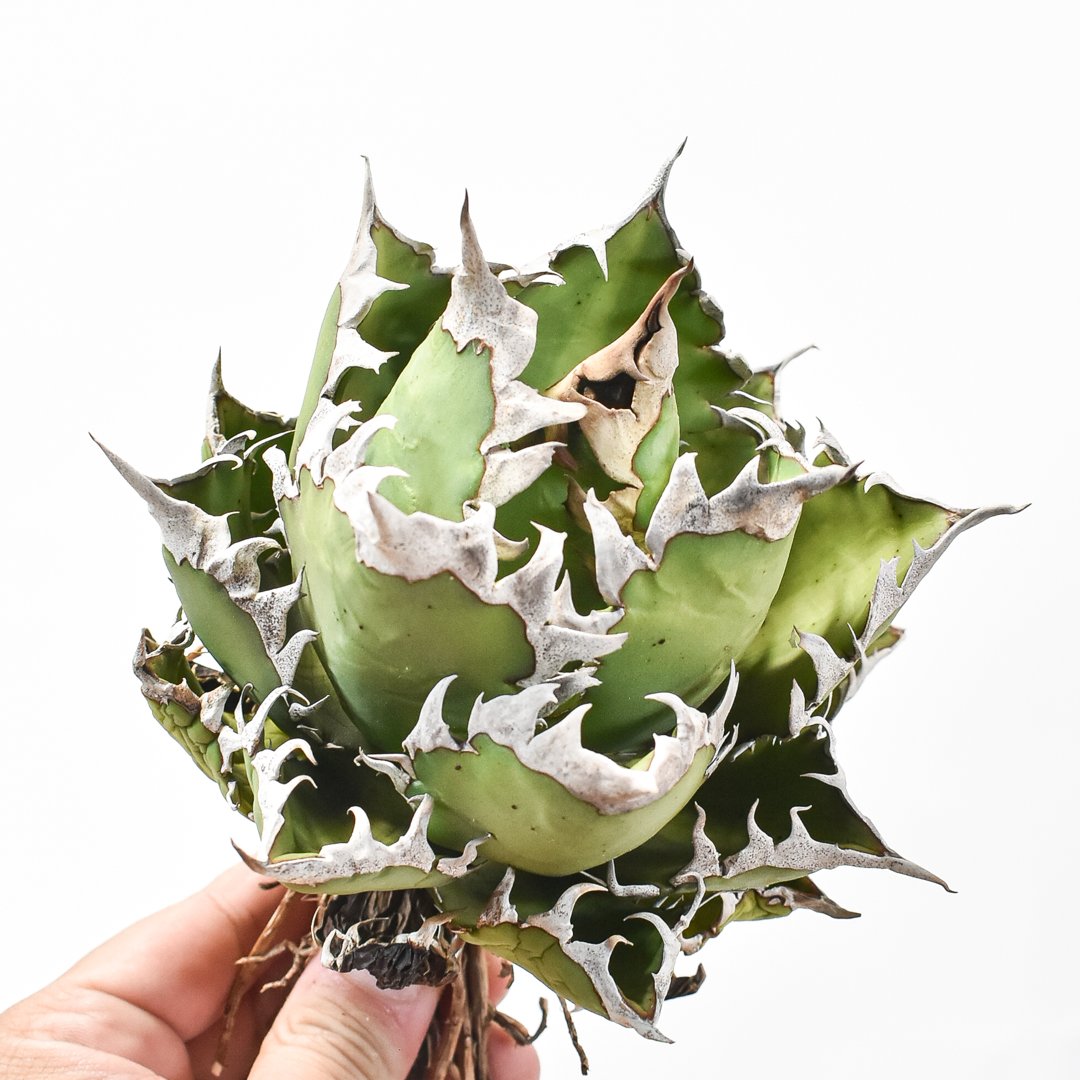 【アガベ】レッドキャット　白棘　ゴリ猫 アガベ】レッドキャット 白棘 ゴリ猫 Agave titanota'Red Catweezle