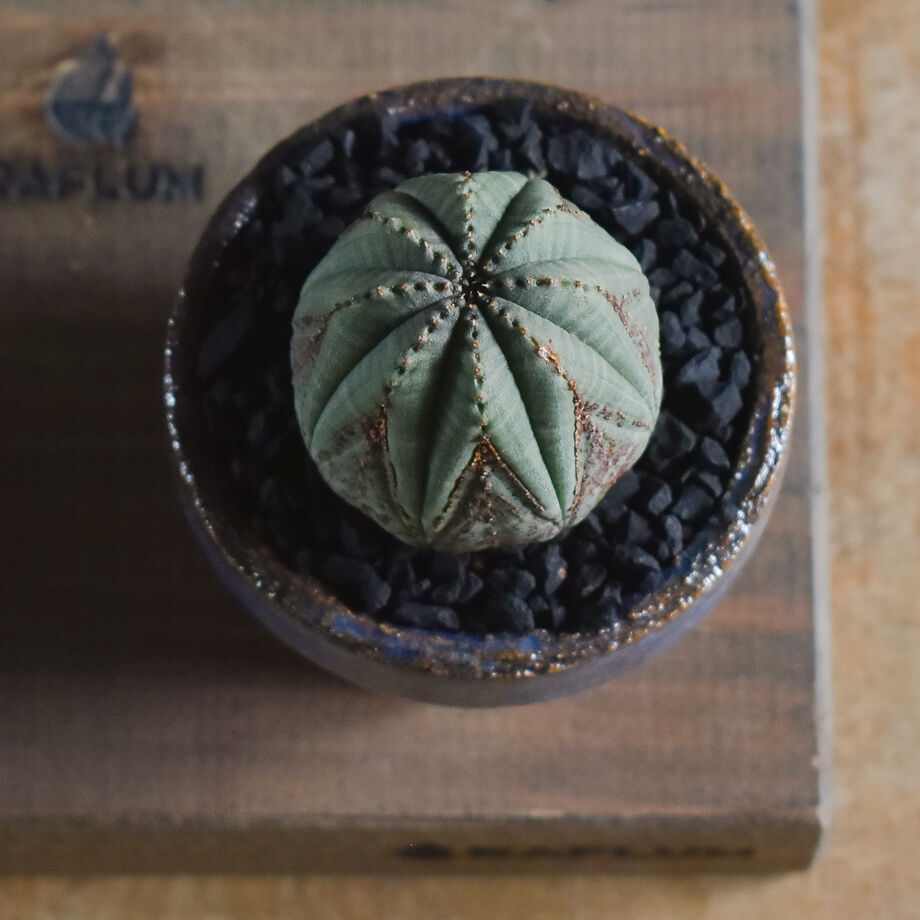 ユーフォルビア オベサ /オールド オベサ【根強い人気！！木質化