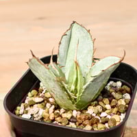 アガベ チタノタ "ドラゴンアガベ実生" 【台湾 dragon agave産//子株】DGC2408385(T)