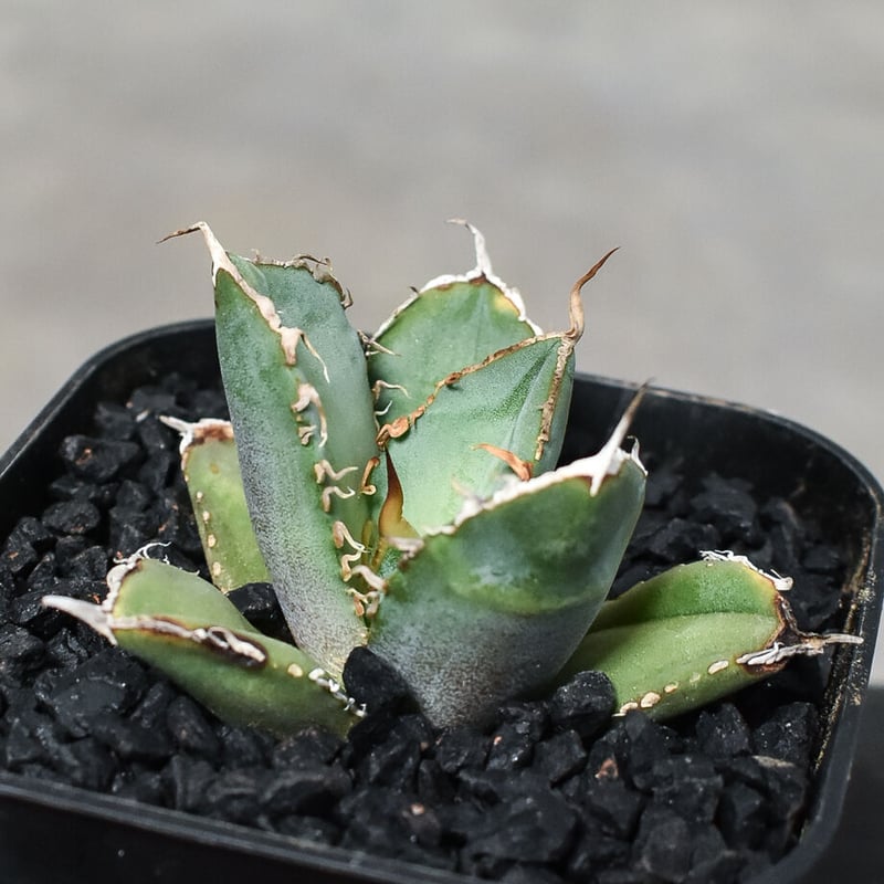 アガベ チタノタ 