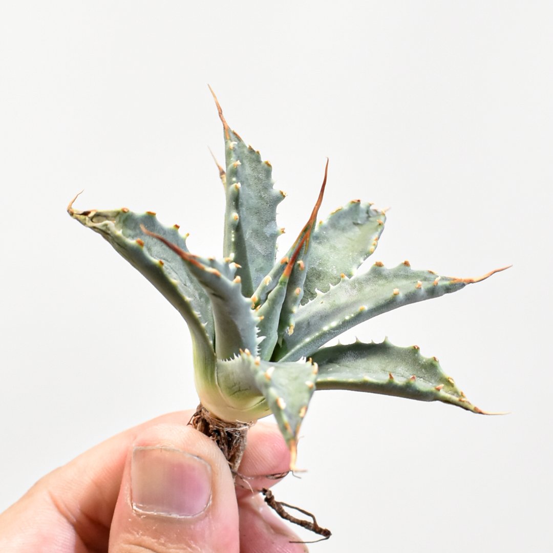 アガベ Dennis hybrid 血妖x妖炎 /マンガベブラッドスポット