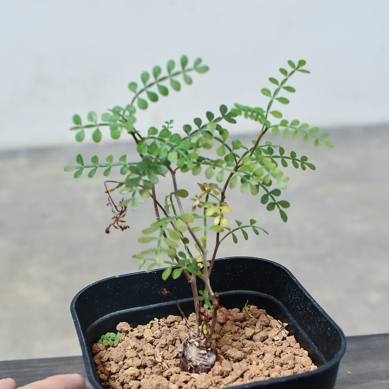 オペルクリカリア パキプス 【根挿し】A | RAFLUM / ラフラム｜東京