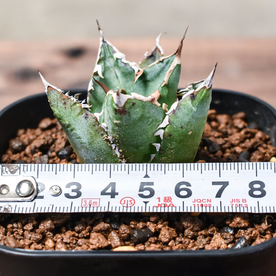 アガベ チタノタ ソーラーエクリプス 