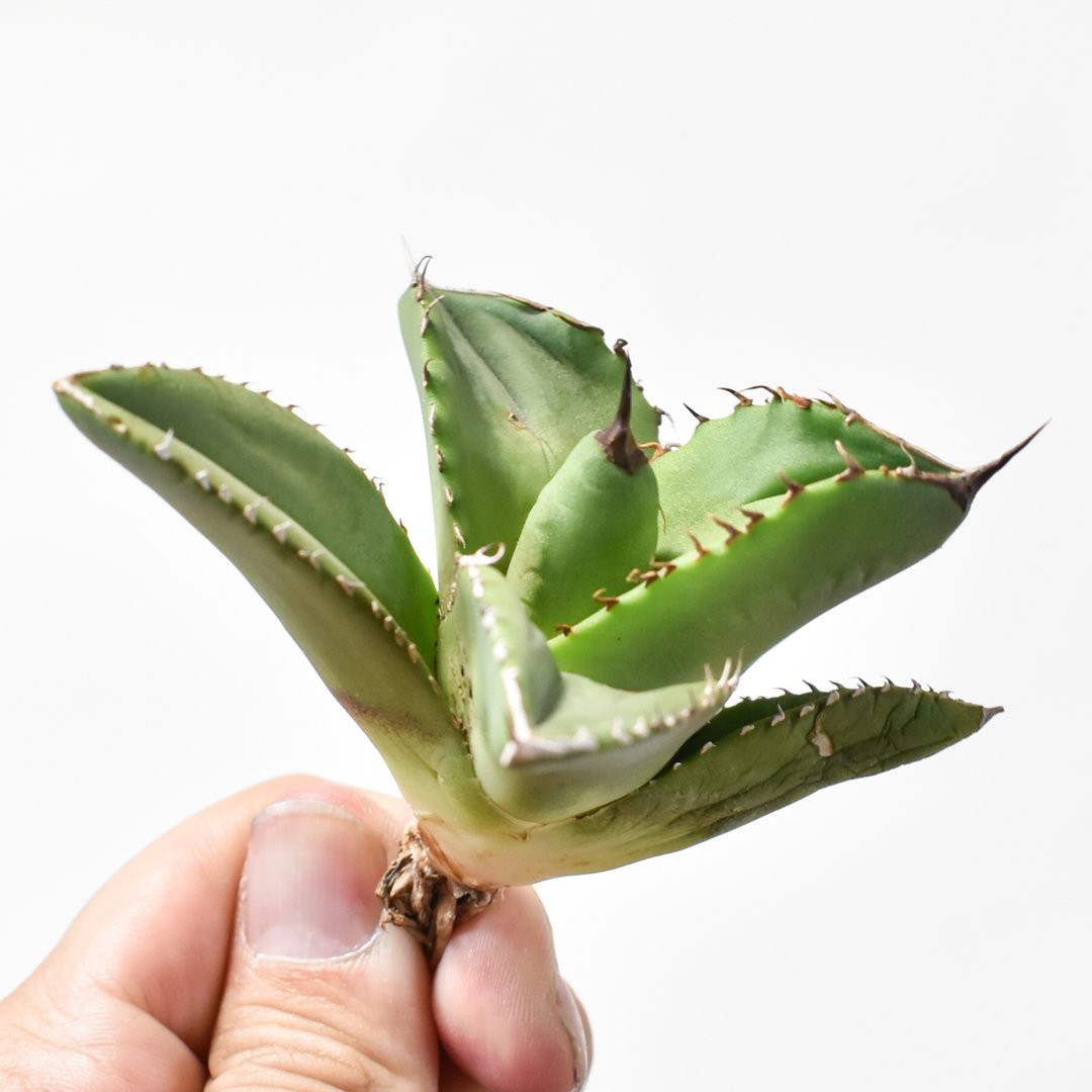 アガベ　チタノタ　X犀牛　子株A　dennis051？ アガベ チタノタ X犀牛 子株A dennis051？ アガベ チタノタ X犀牛 子株