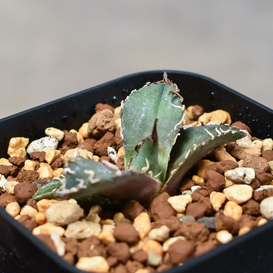 アガベ シーザー 親株 アガベ チタノタ 