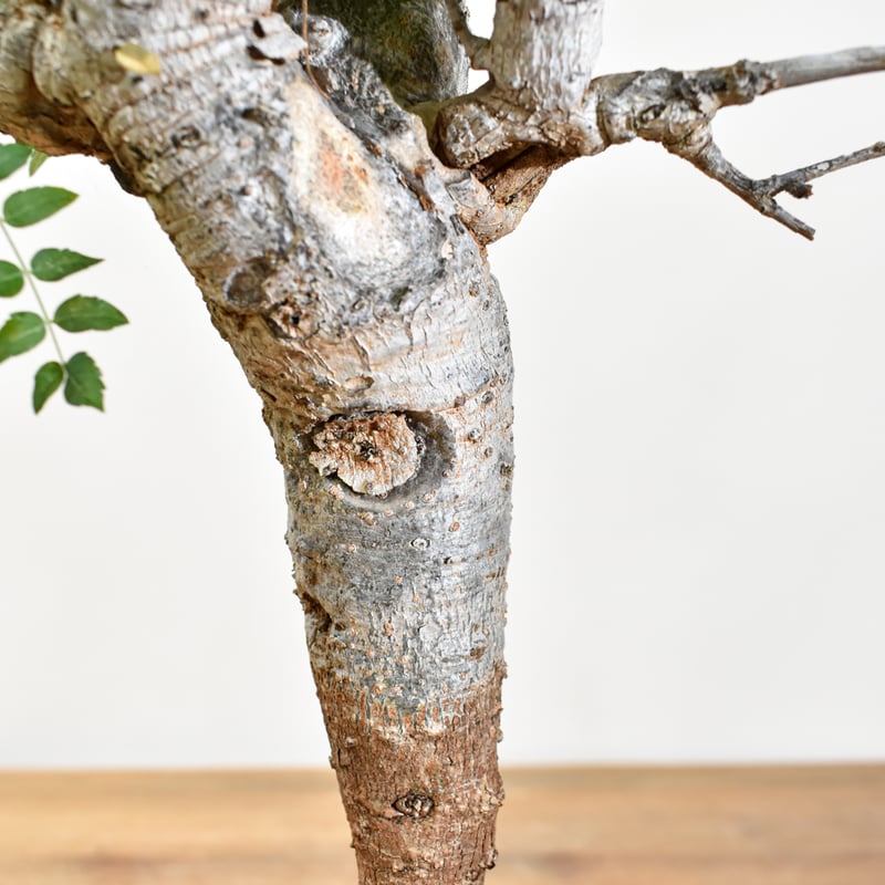 WACK” ON YOUR SIDE】ボスウェリア ネグレクタ WACK-A029 | R