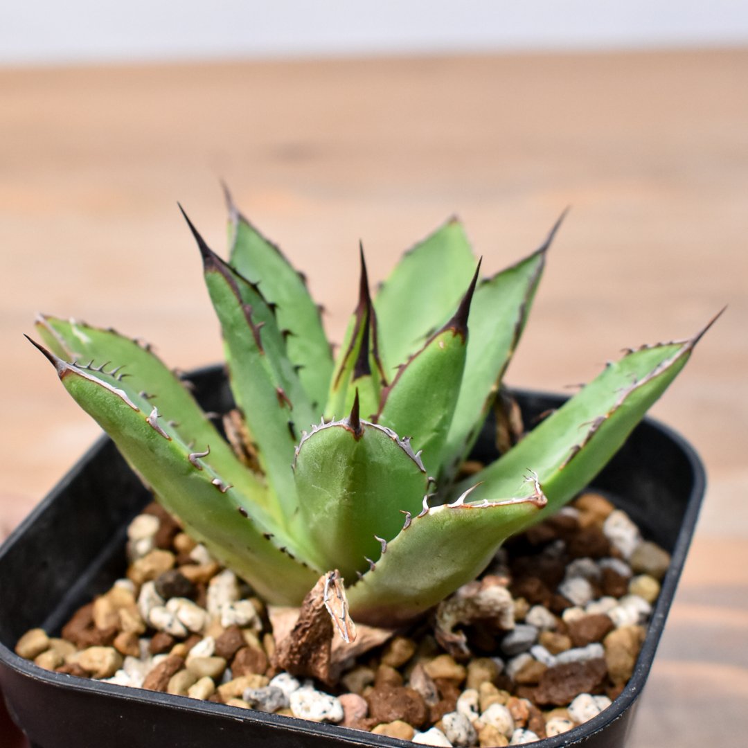 アガベ　螃蟹　台湾　lize産 螃蟹】 lize産 🦀🇹🇼 2024.08.14 ゆっくり いい形で成長中のカニさん