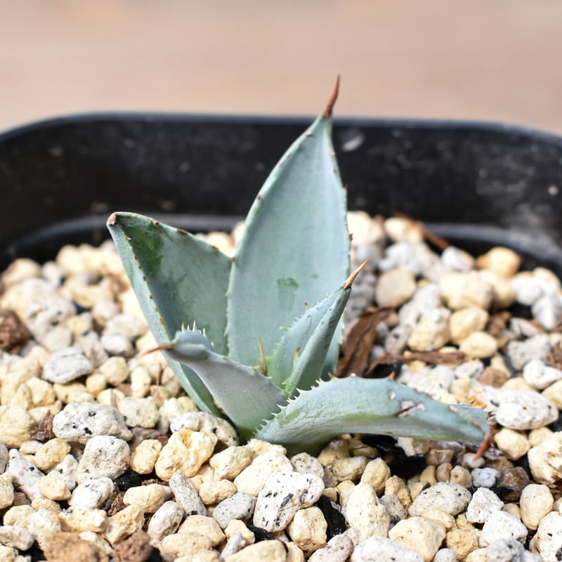 アガベ ハイブリット 